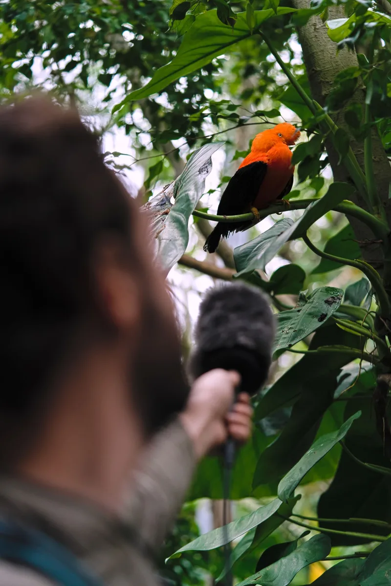 Connor “Neeko”